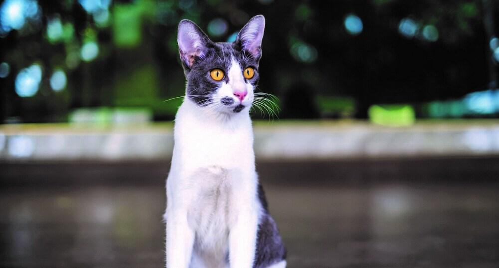 タンサバイ ホテル ナコンサワン エクステリア 写真